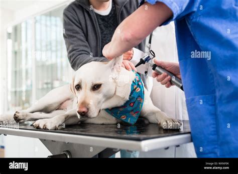 Female Veterinarian Examining Ear Of Labrador At Vet Clinic Stock Photo