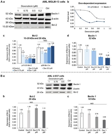 Bcl 2 And Beclin 1 Protein Expression Levels In Doxorubicin Treated