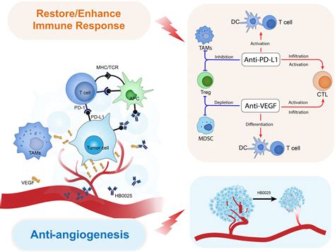 Frontiers A Novel Bispecific Antibody Targeting Pd L And Vegf With