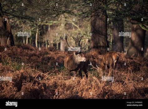 Imagen Pica De Manada De Ciervos Rojos Cervus Elaphus En La Luz Del