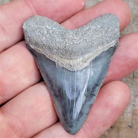 Megalodon Tooth Size