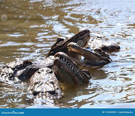 Alligator Feeding Frenzy At Gatorland Stock Image Image Of Aggressive