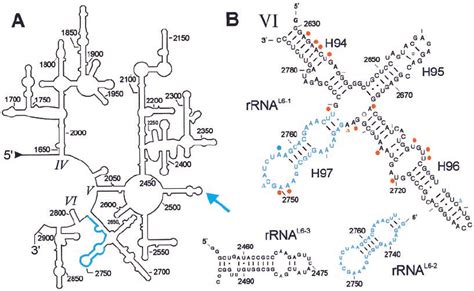 Secondary Structures Of A Part Of The 23s Rrna And Some Fragments