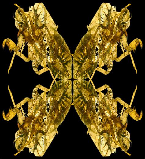 Cicada Shells Photograph By Mark Wagoner Fine Art America