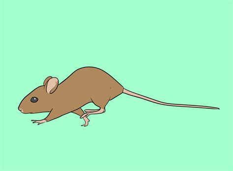 How Fast Can A Mouse Run 2025 Top Speeds