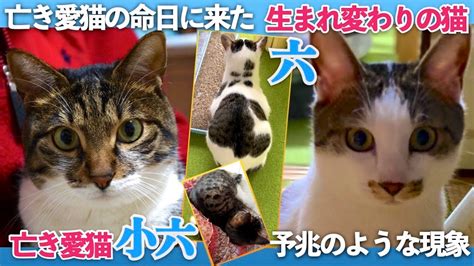 【2匹分の愛情を背負って生まれ変わった猫】今日は亡き愛猫の命日。そして、今そばにいる愛猫の六が来た日。あれは予兆だったのかも。 [生まれ変わりの猫] 六 Roku Youtube