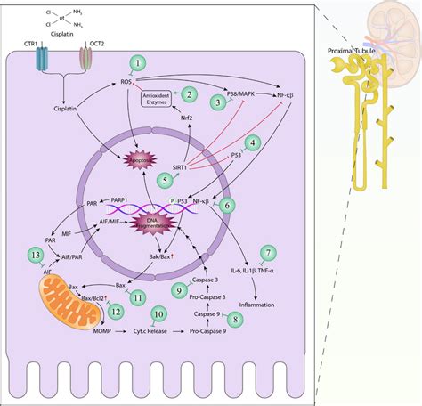 Cisplatin Induced Nephrotoxicity Signaling Pathways Upon Entering A