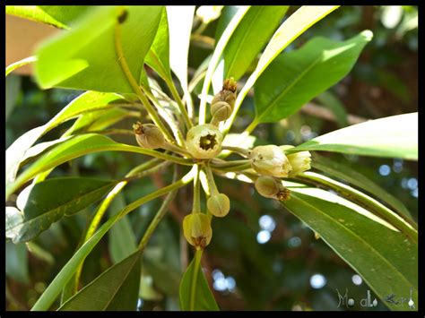 Chikoo Fruit
