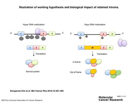 Illustration Of Working Hypothesis And Biological Impact Of Retained