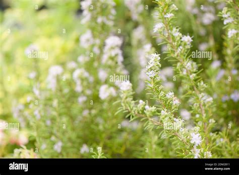 Salvia Rosmarinus Miss Jessops Upright Hi Res Stock Photography And