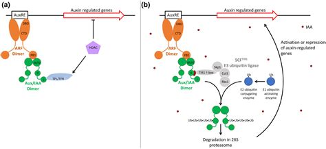 Manipulation Of Auxin Signalling By Plant Viruses M Llender