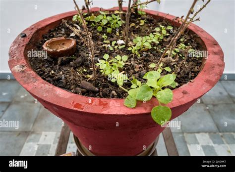 Tulsi Hindu Garden Hi Res Stock Photography And Images Alamy