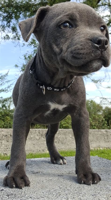 Blue Staffordshire Bull Terriers Co Galway Dogs For Sale Ireland