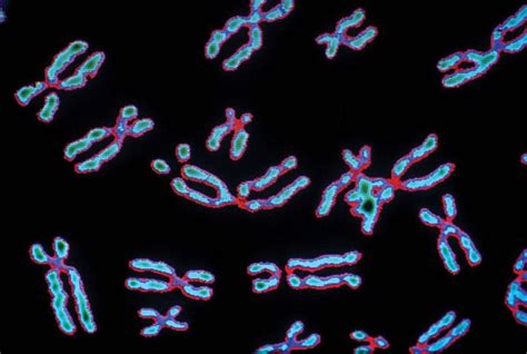 Chromosome Structure And Function Britannica