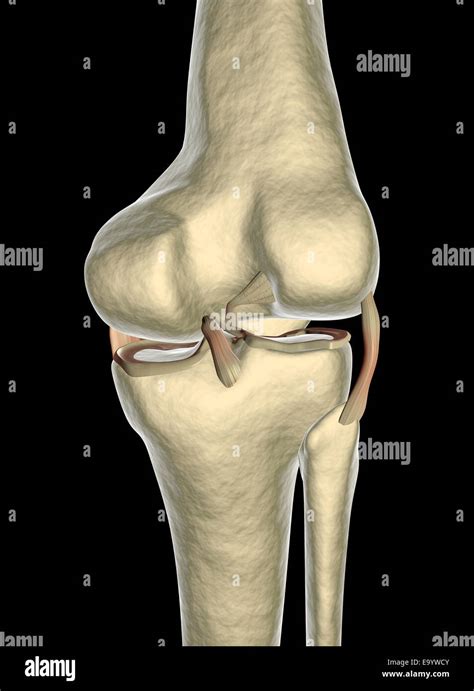 Medial Collateral Ligament Hi Res Stock Photography And Images Alamy