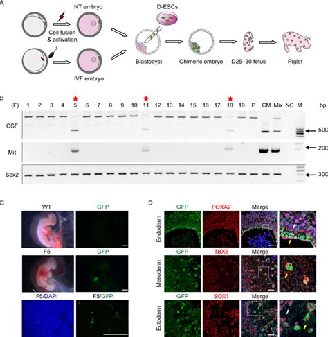 Generation Of Post Implantation Chimeric Embryos A Schematic Of The