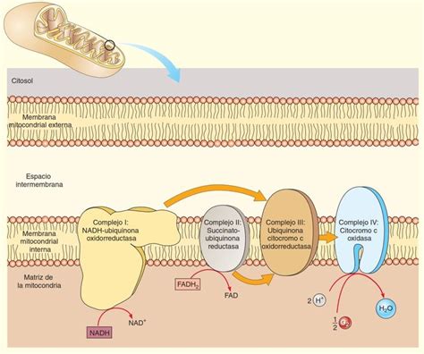 Cadena Respiratoria Resumen Metabolismo Celular Respiracion