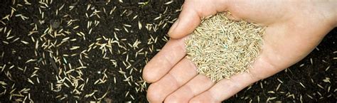 Lawn Seed Best Time To Sow Grow Lawn Seeds