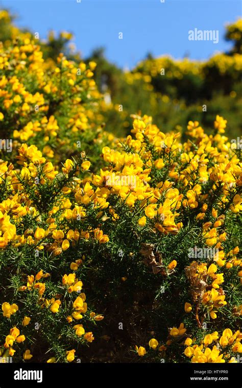 Yellow Flowers Ulex Europaeus Hi Res Stock Photography And Images Alamy