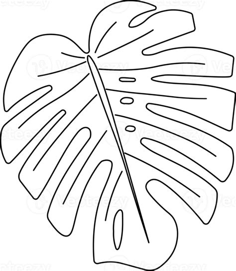 Monstera Leaf Contour 24525806 PNG