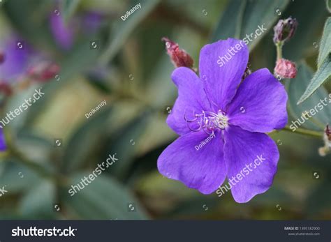 Melastoma Malabathricum Known Malabar Melastome Indian Stock Photo