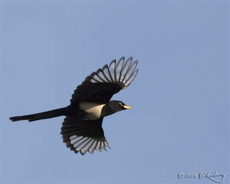 Yellow Billed Magpie Pica Nuttalli Wild Bird Gallery