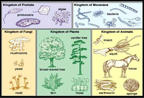 Lab Taxonomy Kingdom Monera Protista Flashcards Quizlet