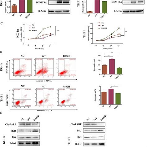 Dnmt3a R882h Mutation Promotes Cell Proliferation And Decreases Cell