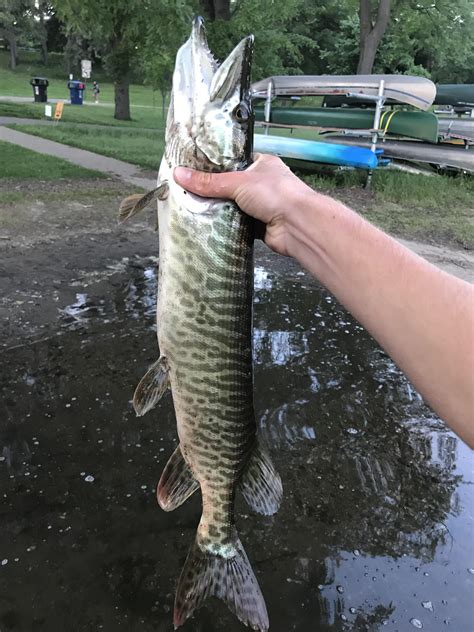 Finally Got My First Tiger Musky Mn Rfishing