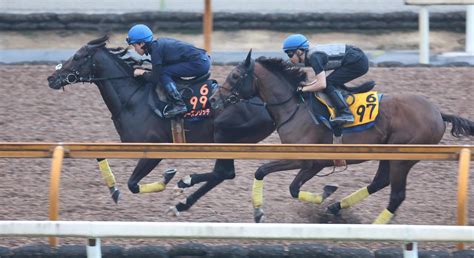 【毎日ベスト3】明神記者が選ぶ神戸新聞杯の追い切りベスト3 毎日ベスト3 競馬コラム写真ニュース 日刊スポーツ