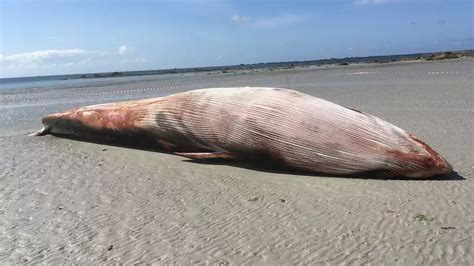 Un jeune rorqual de 13 mètres retrouvé échoué sur une plage du