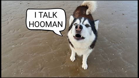 Why Cant Dogs Talk Like Humans