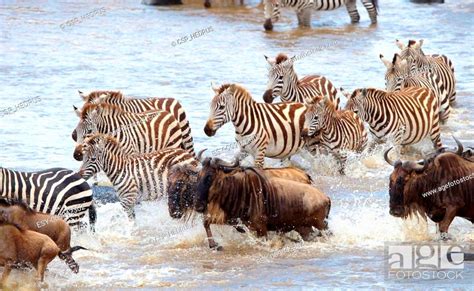 Herd Of Zebras African Equids And Blue Wildebeest Connochaetes