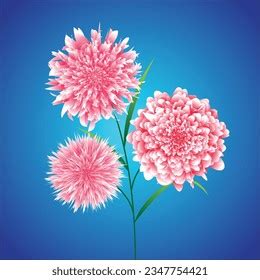 2 Thousand Chrysanthemum Clip Art Royalty Free Images Stock Photos