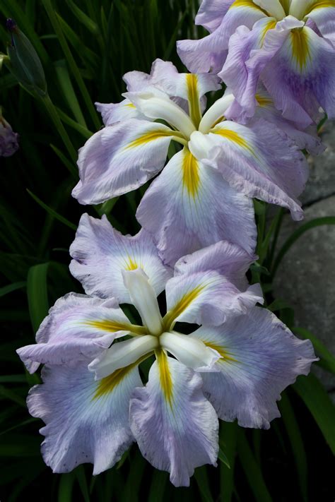 Jlbg Iris Ensata Pink Frost