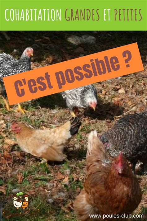 Mélanger poules d ornement et poules pondeuses conseils Poule naine