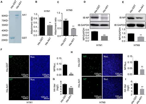 Frontiers Influenza A Virus Induces Autophagy By Its Hemagglutinin