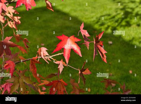 Liquidambar Styraciflua Worplesdon Hi Res Stock Photography And Images