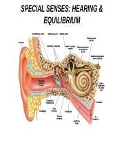 15 Hearing And Equilibrium Ppt SPECIAL SENSES HEARING EQUILIBRIUM