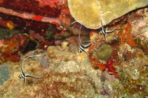 Caribbean Marine Life You Must See Cool Caribbean Fish