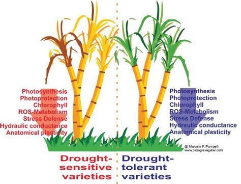 Sugarcane Plant Diagram