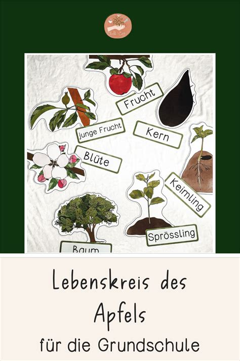 Lebenskreis Des Apfels Tafelmaterial Lebenszyklus Apfel Fall Apples