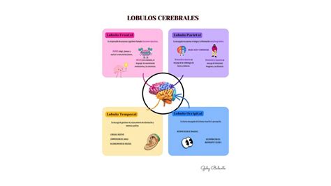 Lóbulos Cerebrales Gaby Balanta uDocz