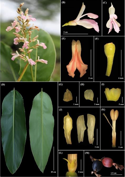 Alpinia nigra (Gaertn.) B.L. Burtt. A Inflorescence; B and C flower ...