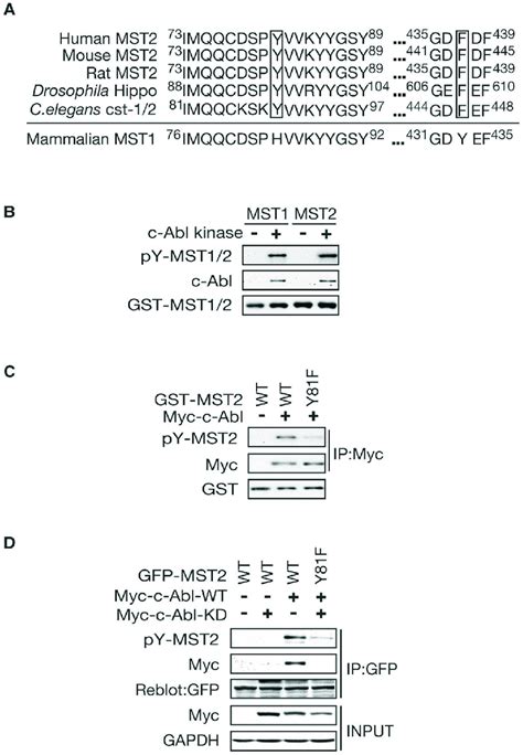 C Abl Phosphorylates Mst At Y In Vitro And In Vivo A Sequence