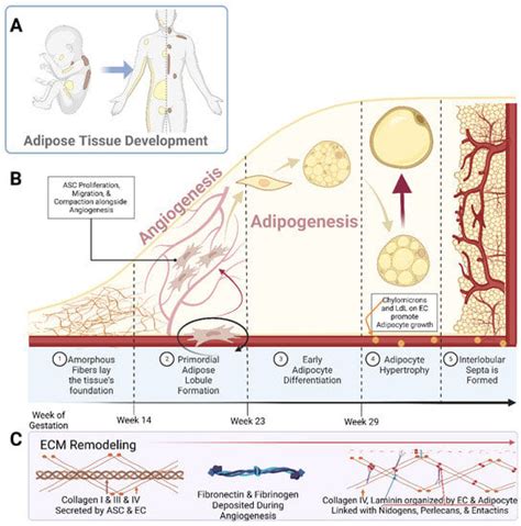 Biomedicines Free Full Text Adipose Tissue Development Relies On