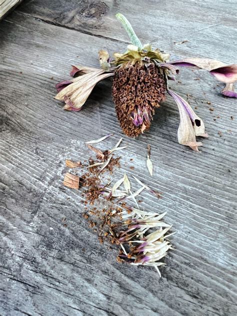 A Guide To Harvesting Zinnia Seeds Grow Beauty With Ease