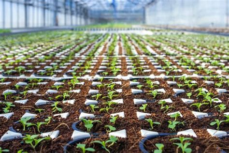 Propagaci N De Plantas Aprende Todo Sobre Este Tema