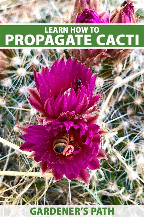 Learn How To Propagate Cacti Gardeners Path