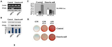 Transfection with β catenin siRNA rescues adipogenesis in emerin null